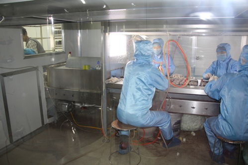 雙興新盛木耳菌包廠 優(yōu)質(zhì)菌包熱銷中，專業(yè)技術(shù)全程指導(dǎo)